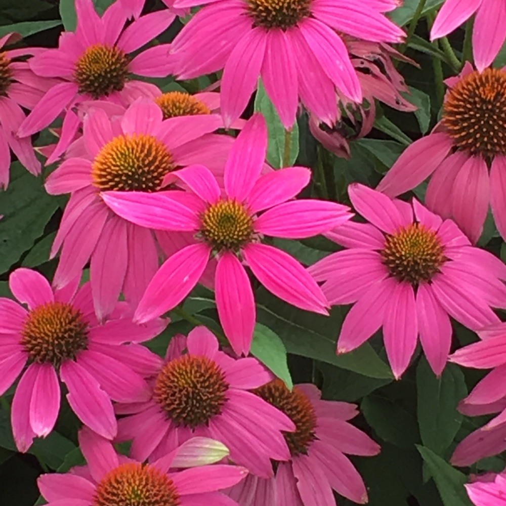 Meet your Posher, Holly